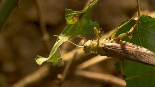 Close-up of Grasshopper on Green Leaf