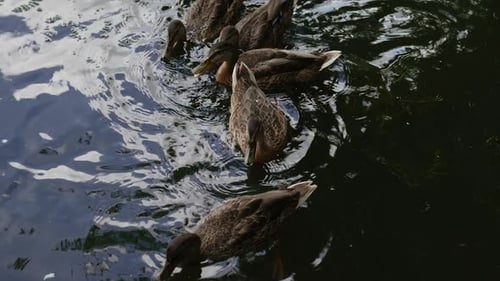 Schöne Entenfamilie, die zusammen auf dem Teich schwimmt. Wildvögel fressen Brot, das ihnen zugeworfen wird.