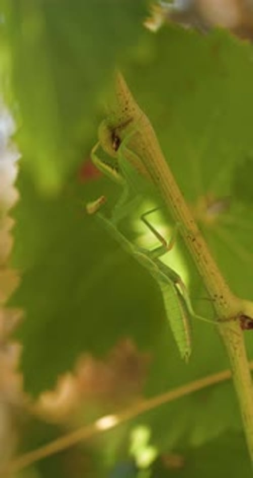 Small Green Praying Mantis Sits On White Grape Vineyard in Nature