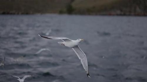 flying seagulls on Lake Baikal grab food, The nature of Lake Baikal in Siberia