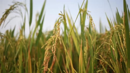 organic Rice farming in india. Closeup paddy rice with green nature background 4k resolution