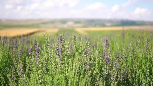 Lush Field with Purple Flowers in Rural Landscape