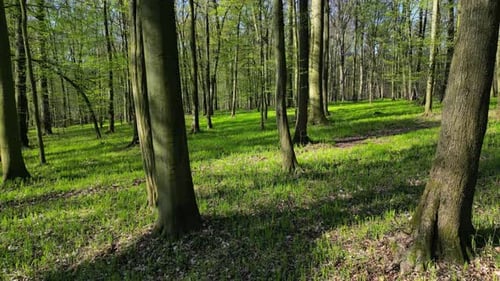 Umzug im Frühlingswald bei Sonnenschein