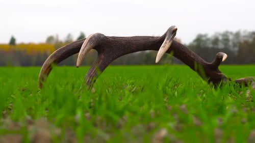 Deer antlers on ground