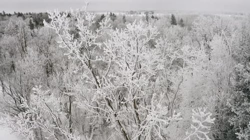 Close up circular aerial shot of beautiful hoar frost on a tall poplar tree. 4k.