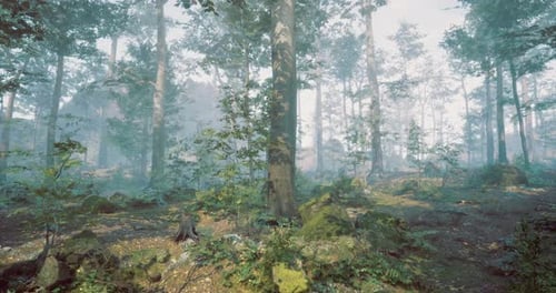 Lush Forest with Mist and Sunlight Filtering Through Tall Trees