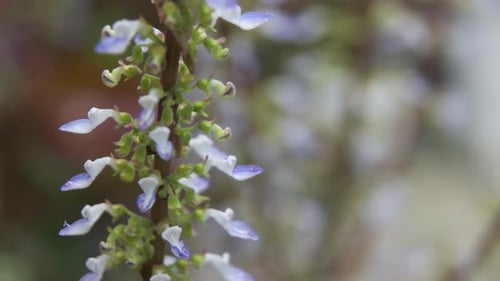Nahaufnahme einer Pflanze mit kleinen weißen Blüten drum herum