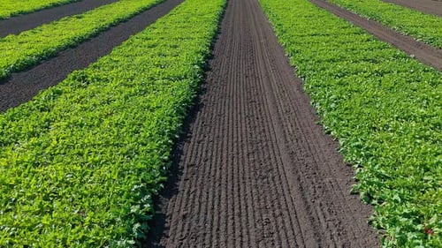 Aerial Top View of Green Vegetable Plantation Rows on Organic Agrarian Farm
