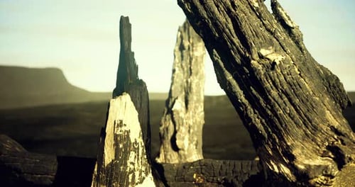 Charred Remains From a Fire Expose Striking Patterns in the Landscape