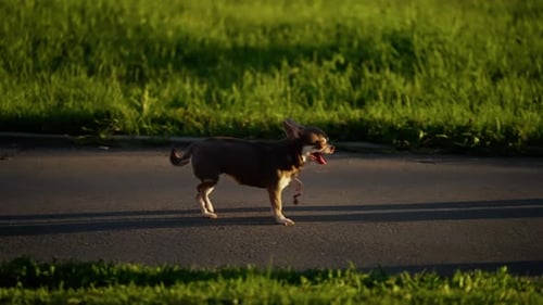 Small Energetic Dog Trotting Along a Sunlit Paved Path Through Lush Green Grass at Golden Hour