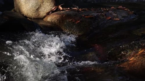 tributary of the River with leaves around