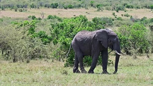 African elephant walking in the savannah. Kenya, Africa