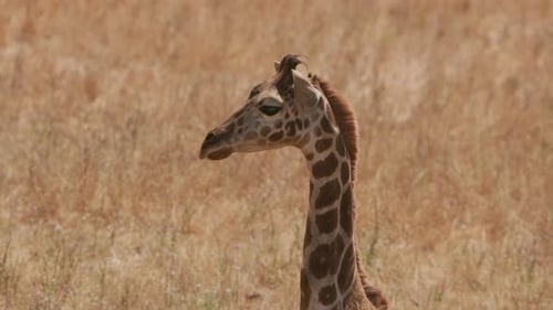 Giraffe aus nächster Nähe im Wildpark Animal