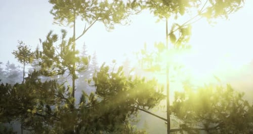 Warm Sunlight Filters Through Trees in a Tranquil Forest Setting