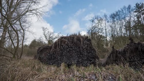 Beautiful timelapse of clouds passing, trees are in the foreground