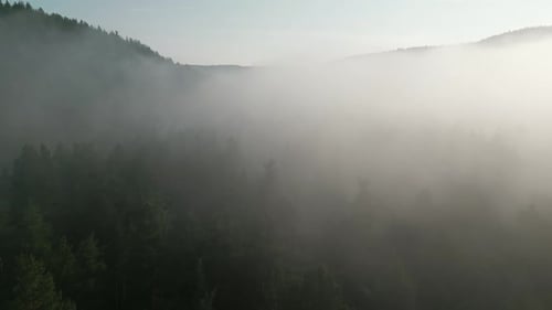 Aerial View of the Misty Sunrise in the Forest