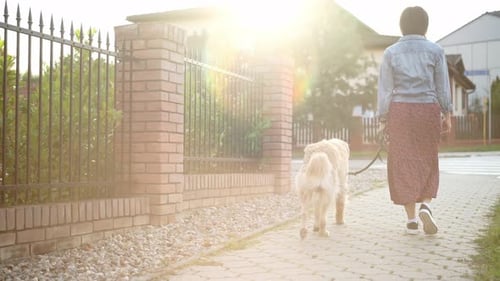 Mädchen geht mit entzückendem Hund im Freien spazieren