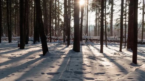 Winter forest in sunset sun rays.