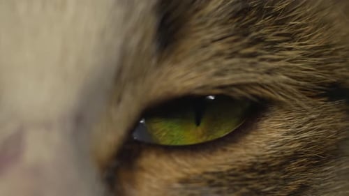 Mesmerizing Green Cat Eye Close Up