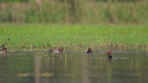 Common pochard ducks feeding in wetland
