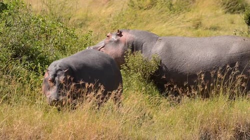 Hippopotamuses, also known as hippos floating in Tanzania water source