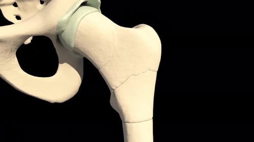 Human hip joint anatomy in detailed close-up view