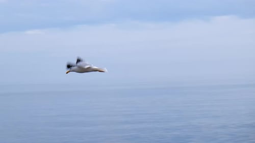 Slow motion close up tracking fly of seagull flying and waving with wings over the sea water.