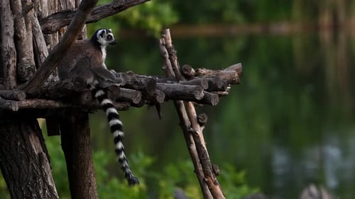Unique Lemur Catta Family Frolicking Near Famous Baobab Tree in Madagascar's Wildlife at Sunset