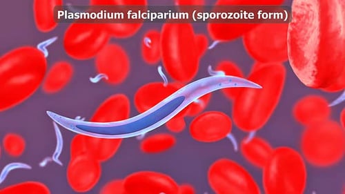 Plasmodium Falciparium