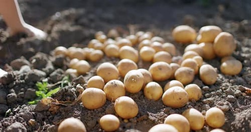 Fresh Potatoes Harvested in Soil