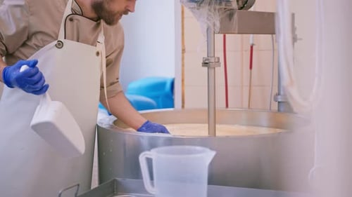 milk mixing at cheese factory cheese maker checks cheese by hand in large tank Pasteurization