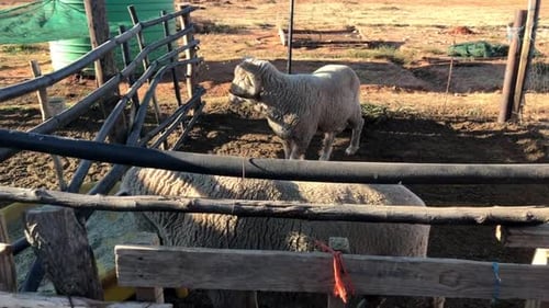 Deux béliers à moutons, l'un avec des cornes, se nourrissant d'herbe, rampant sur une clôture dans le camp