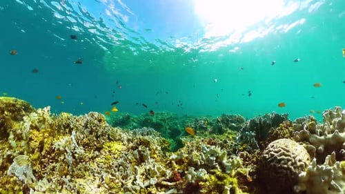 Marine Life Coral Reef and Tropical Fish