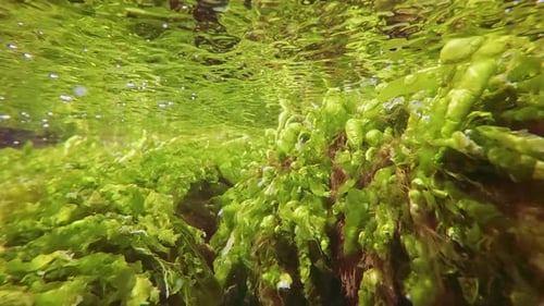 green weed Sea Lettuce below surface in coastal area, mirroring in water surface