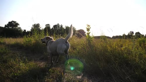 Happy Dog Breed Labrador Running Along Path on Meadow at Sunset Cute Golden Retriever Jogging Among