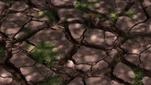 A Dying Plant in Arid Soil the Concept of Drought Climate Change and Global Warming Environment