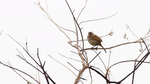 Small Bird Perched on Bare Branch Singing