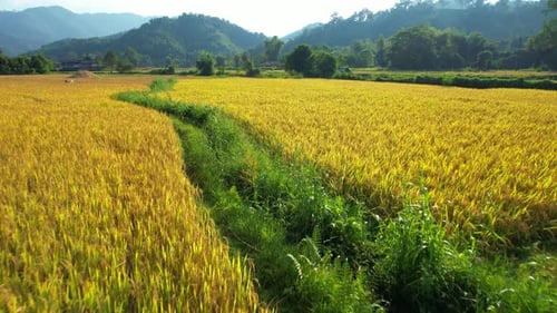 4K Aerial view of agriculture in rice fields for cultivation