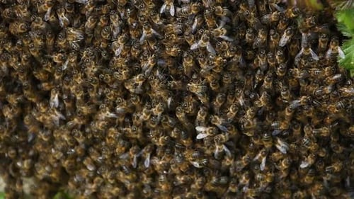 Ein Bienenschwarm. Natur-Konzept