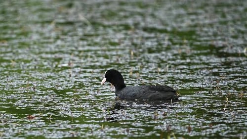 Eurasian Coot Swimming In Pond