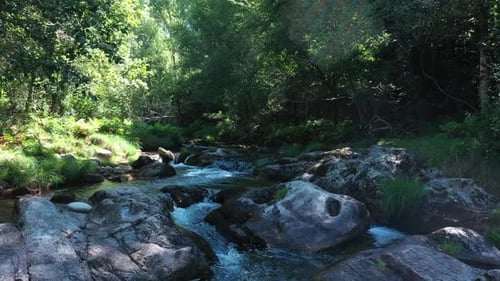 Mountain clear stream in the forest, natural landscape on a sunny summer day.