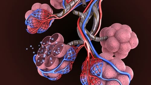 Alveoli in lungs - blood saturating by oxygen, 3d animation