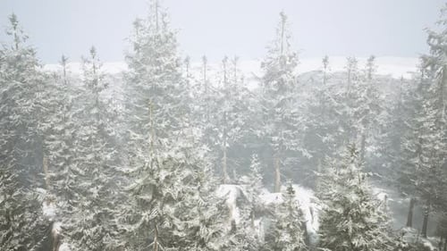 A Serene Winter Wonderland with Snowcovered Trees in a Peaceful Forest