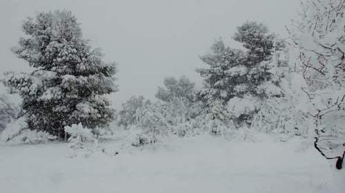Märchenhafte schneebedeckte Bäume nach dem seltenen frostigen Medea-Schneesturm in Athen
