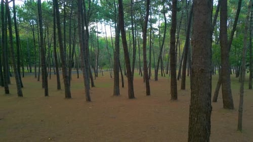 Pinheiros na floresta. - recuo aéreo