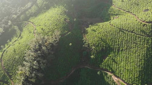 Vue aérienne de plantations de thé Drone à proximité de la ville de Munnar