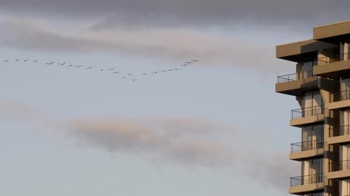 Flock Of Birds Flying As High As The Buildings In Vancouver On A Perfect Sunset Sky - Medium Shot