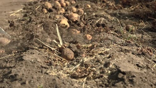 Close Up Of Fresh Potatoes Being Dug From Dark Soil