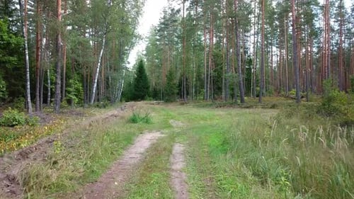 Forêt de conifères d'été 05