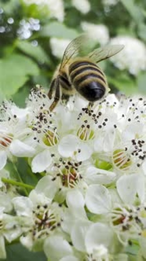 A Bee Crawls on the Spring White Flowers of an Elderberry and Then Flies Away Vertical Video